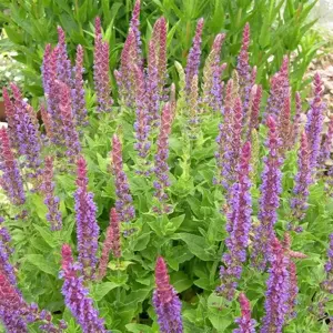 Salvia 'Ostfriesland / East Friesland'